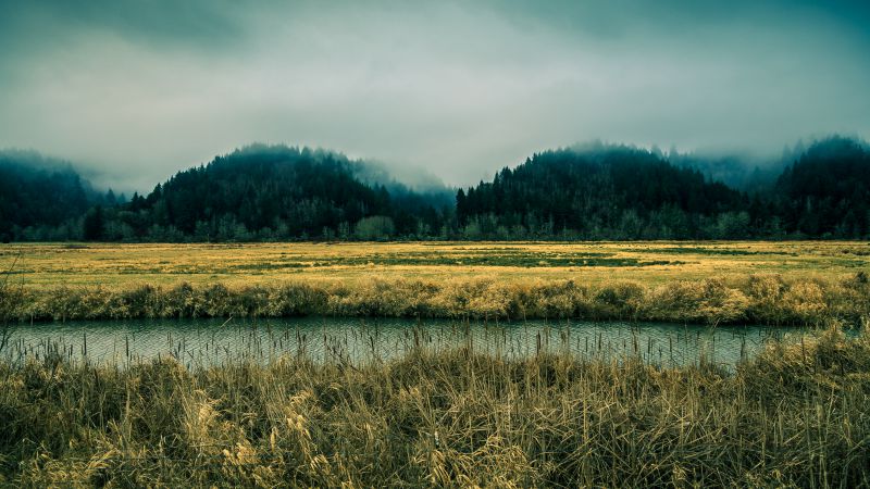 Oregon, 5k, 4k wallpaper, 8k, sky, river, fog, forest, pines (horizontal)