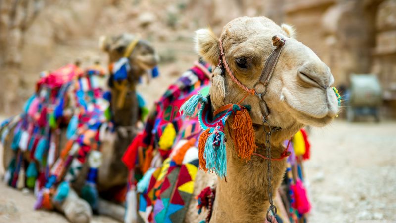 Camel, cute animals, funny (horizontal)