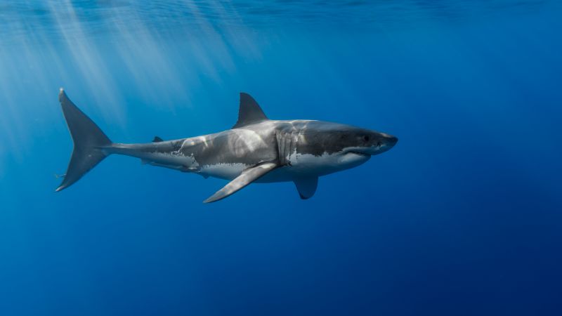 Shark, underwater (horizontal)