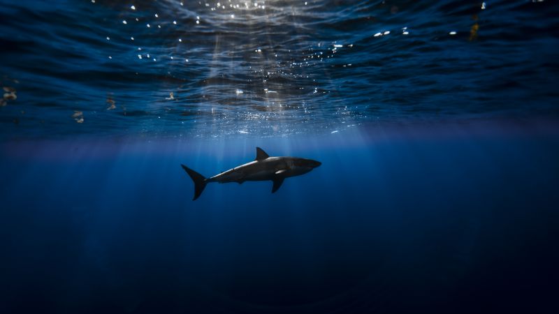 Shark, Atlantic ocean, underwater, Best Diving Sites (horizontal)