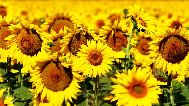Sunflowers, 5k, 4k wallpaper, 8k, flowers, field, yellow (horizontal)