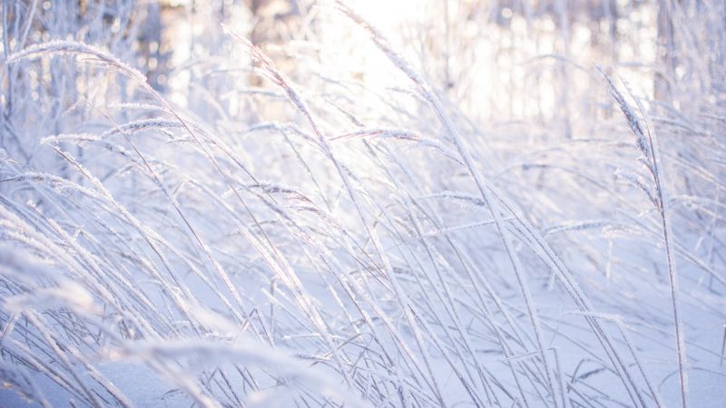 Meadows, 5k, 4k wallpaper, 8k, snow, frost, grass (horizontal)