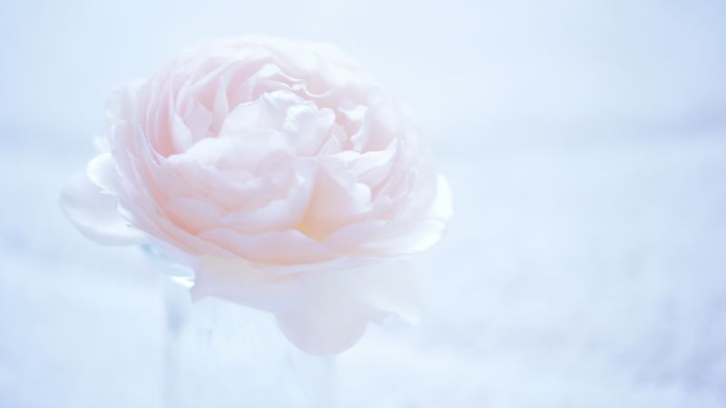 Camellia, 5k, 4k wallpaper, 8k, flower, pink (horizontal)
