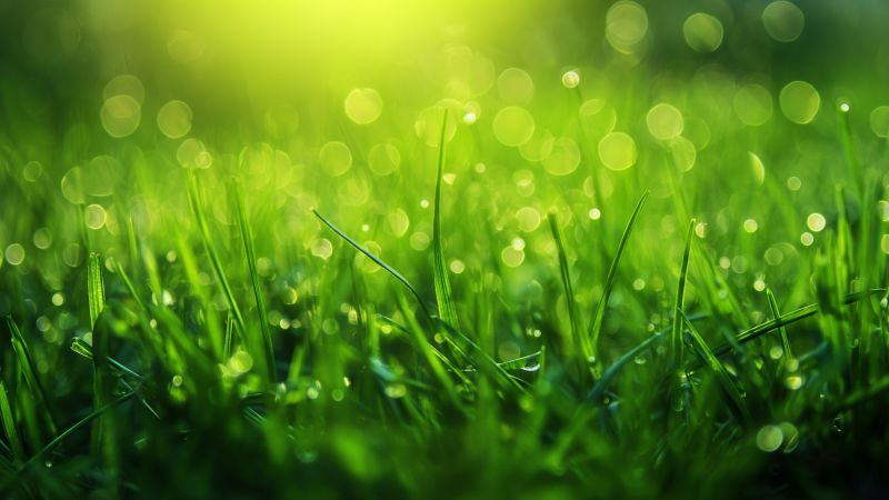 Wallpaper Grass, HD, 4k wallpaper, macro, drops, green, Nature #5483