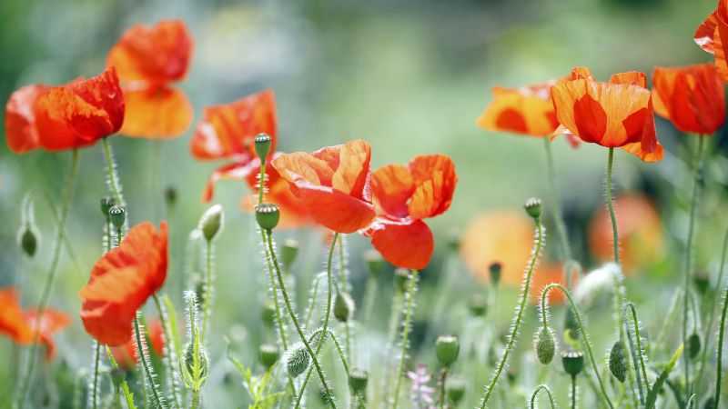 Poppy, 5k, 4k wallpaper, meadows, flowers (horizontal)