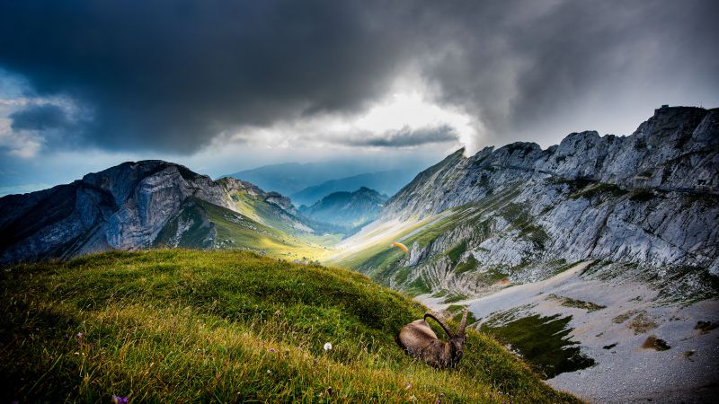 Mount Pilatus, 5k, 4k wallpaper, Switzerland, Mountains, meadows, goat, clouds (horizontal)