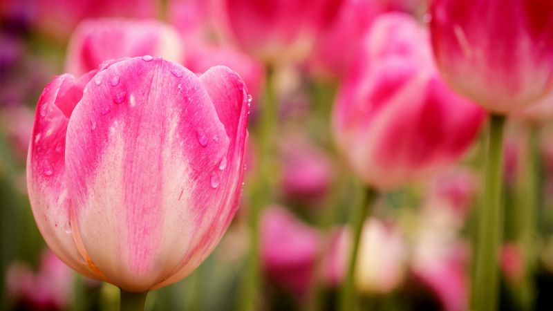 Tulips, 5k, 4k wallpaper, flowers, macro, pink (horizontal)