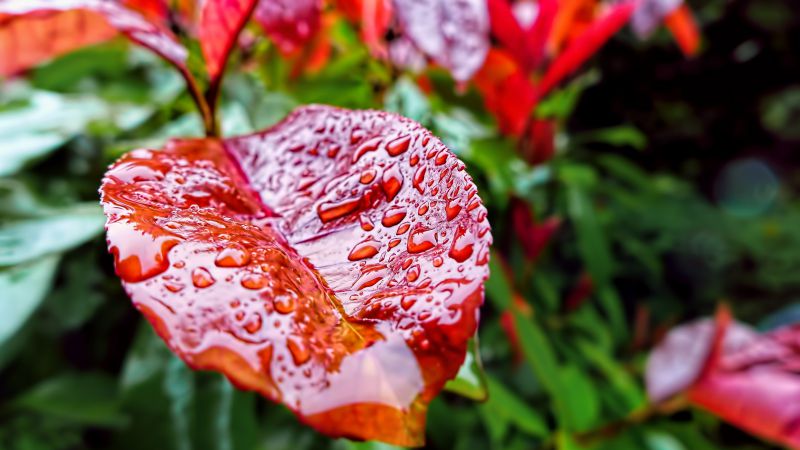 Leaves, 5k, 4k wallpaper, drops, rain, autumn (horizontal)