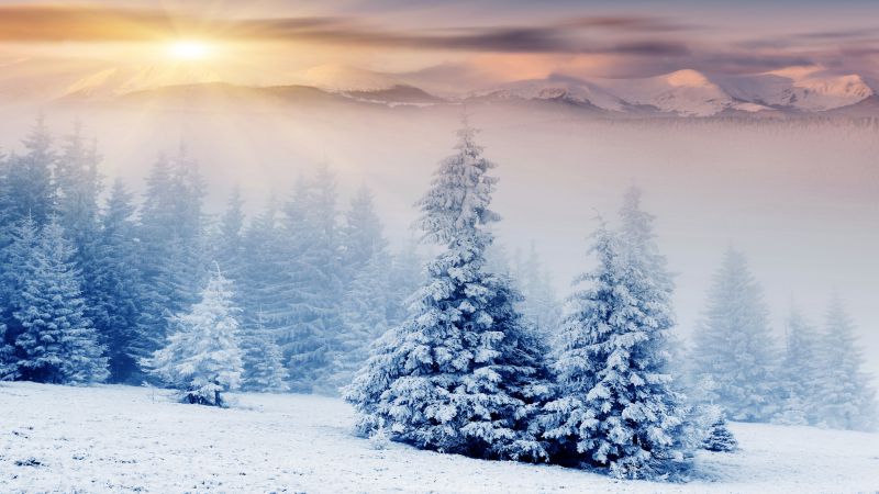 Trees, 5k, 4k wallpaper, pines, mountains, snow, winter, sunset (horizontal)