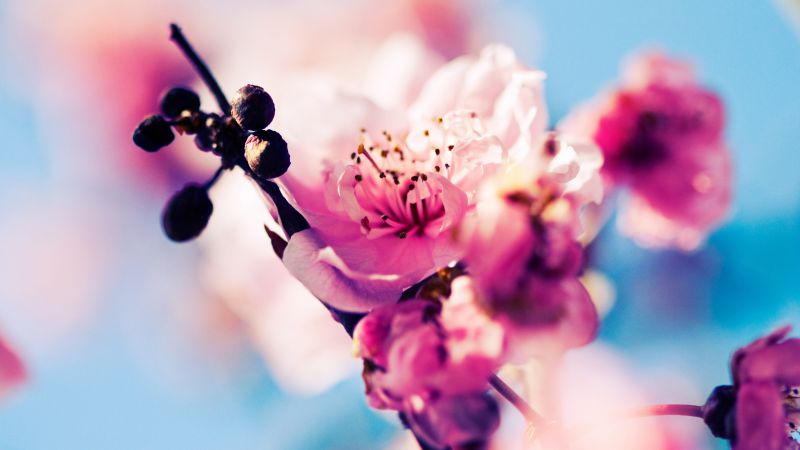 Cherry, 4k, 5k wallpaper, blossom, branch, spring, pink (horizontal)