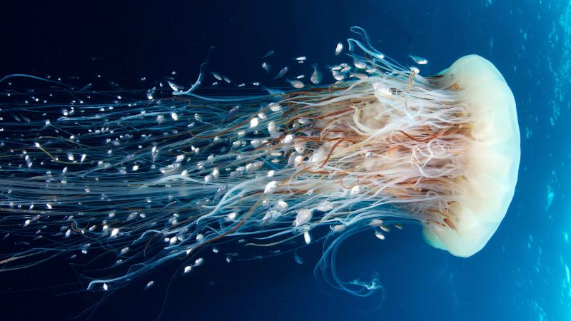Jellyfish, Rangiroa, 4k, 5k wallpaper, HD, 8k, Pacific Ocean, diving, tourism (horizontal)
