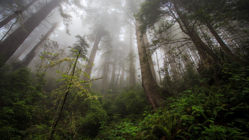 fog, 4k, HD wallpaper, forest, green, plants (horizontal)