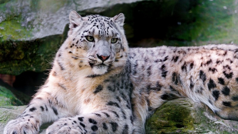 Snow leopard, wild, nature, eyes (horizontal)