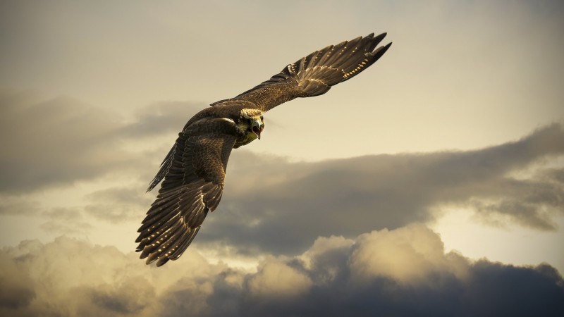 Hawk, 4k, HD wallpaper, sky, clouds, fly, gray (horizontal)
