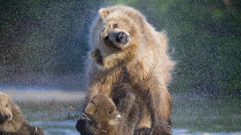 Bear, Kamchatka, Russia (horizontal)