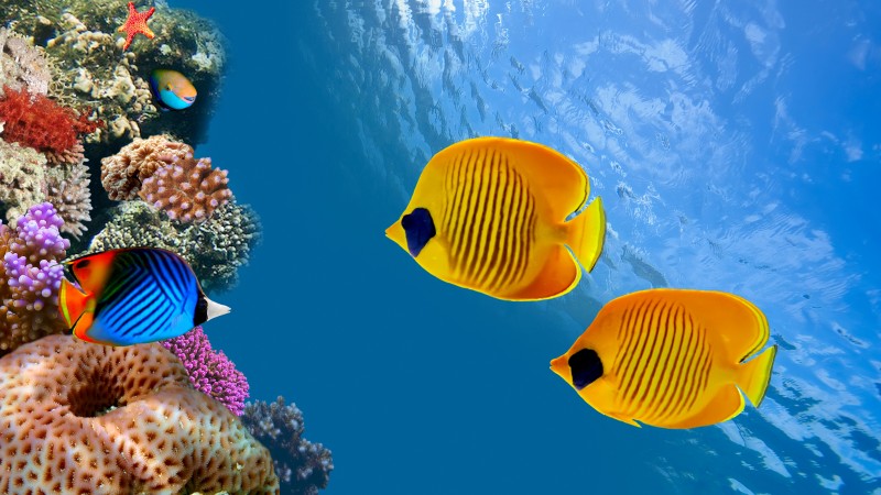 Fish, 5k, 4k wallpaper, 8k, diving, tourism, Cocos Island, Costa Rica, Magnetic Island, Australia, Ambergris Caye, World's best diving sites (horizontal)