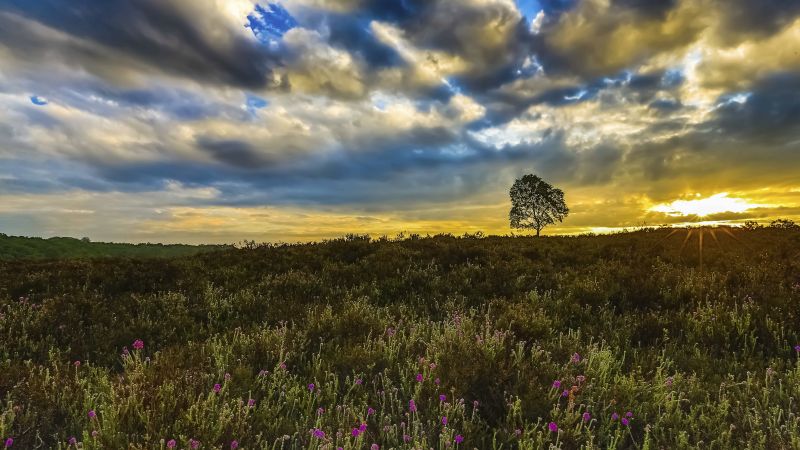 Meadows, 5k, 4k wallpaper, 8k, wildflowers, sunset, trees, clouds (horizontal)
