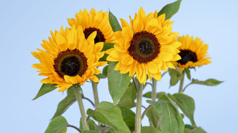 Sunflowers, 5k, 4k wallpaper, flowers, sky (horizontal)