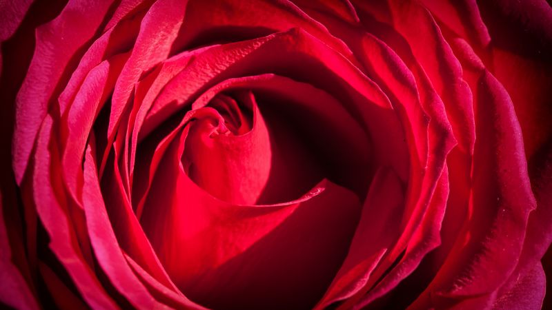 Rose, 4k, 5k wallpaper, red, macro, flowers (horizontal)
