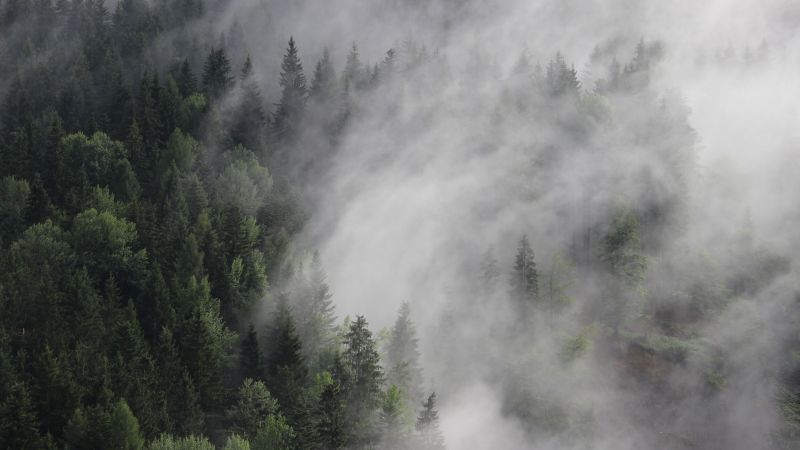 Austria, 4k, 5k wallpaper, 8k, forest, fog, mist, pines (horizontal)