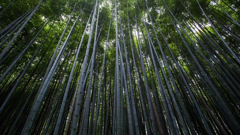 Forest, 4k, 5k wallpaper, 8k, trees, green, bamboo (horizontal)
