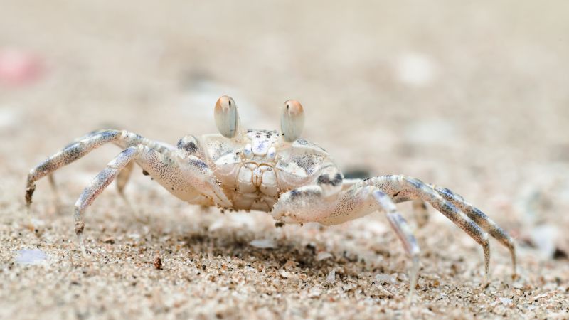 Sand bubbler crab, Khao Sam Roi Yot National Park, Thailand, travel, tourism (horizontal)