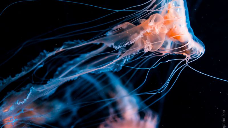 Jellyfish, diving, tourism, underwater (horizontal)