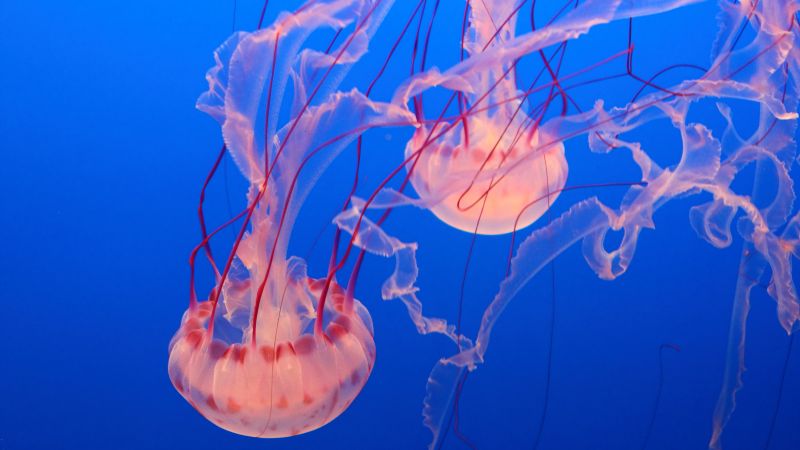 Pink Jellyfish, Monterey Bay Aquarium, diving, tourism (horizontal)