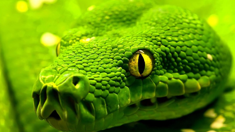 Snake, green, reptile, eyes (horizontal)