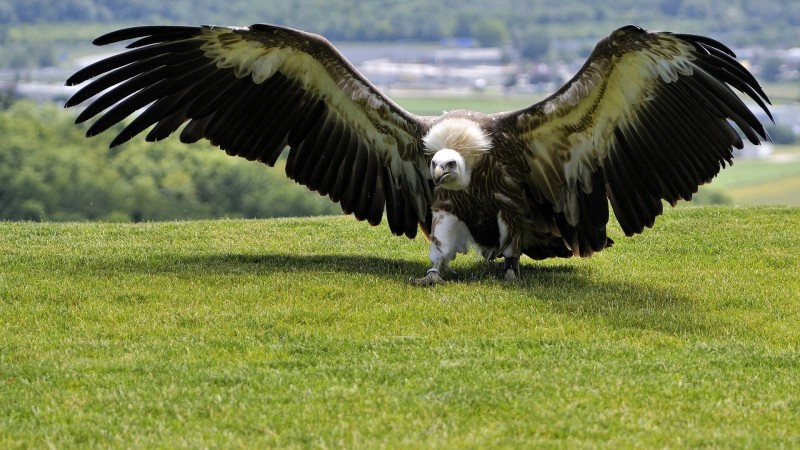 Eagle, green grass, wings, nature, wild (horizontal)