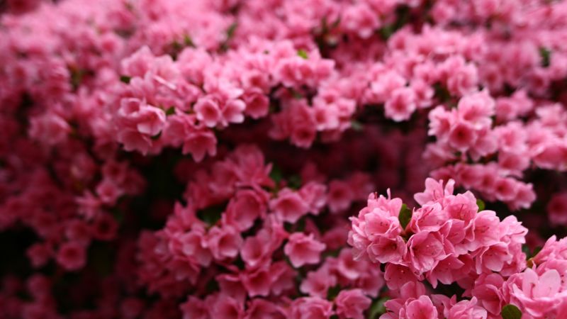 Flowers, 5k, 4k wallpaper, pink, spring (horizontal)