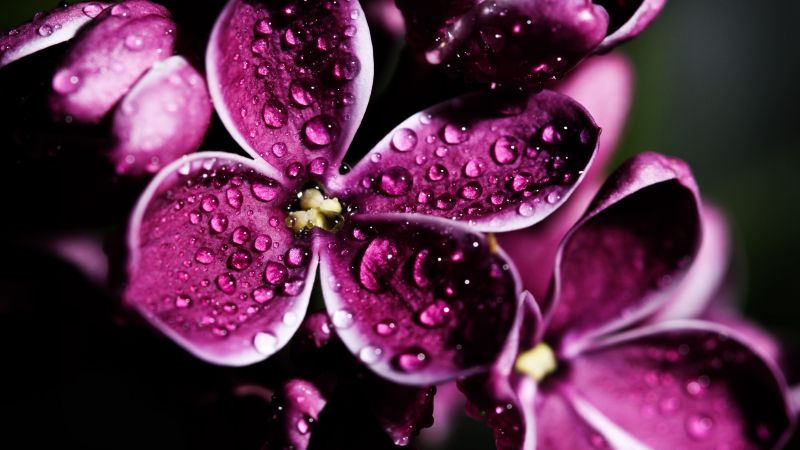 Lilac, 5k, 4k wallpaper, 8k, purple, drops (horizontal)