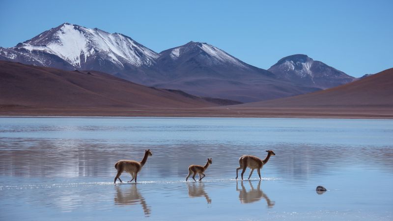 Lama, Laguna Blanca, Bolivia, mountains (horizontal)