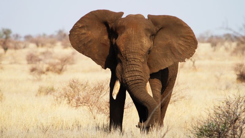Elephant, Kruger National Park, Africa, wildlife (horizontal)