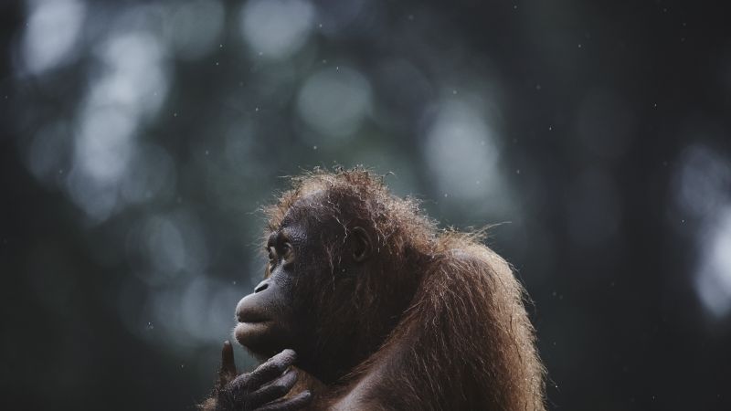 Orangutan, Borneo, Malaysia, wildlife, National Geographic Traveler Photo Contest (horizontal)