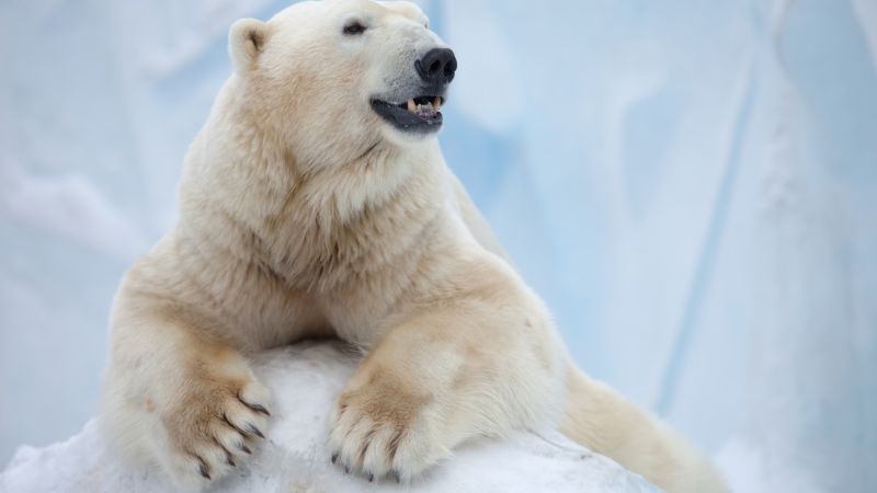 Polar Bear, Antarctica, bear (horizontal)