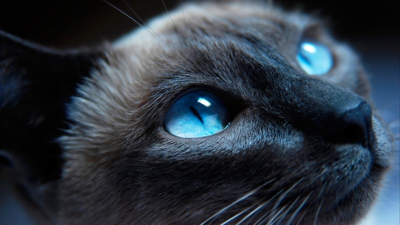 cat, kitty, siamese, blue eyes, muzzle, beautiful, close-up, portrat (horizontal)