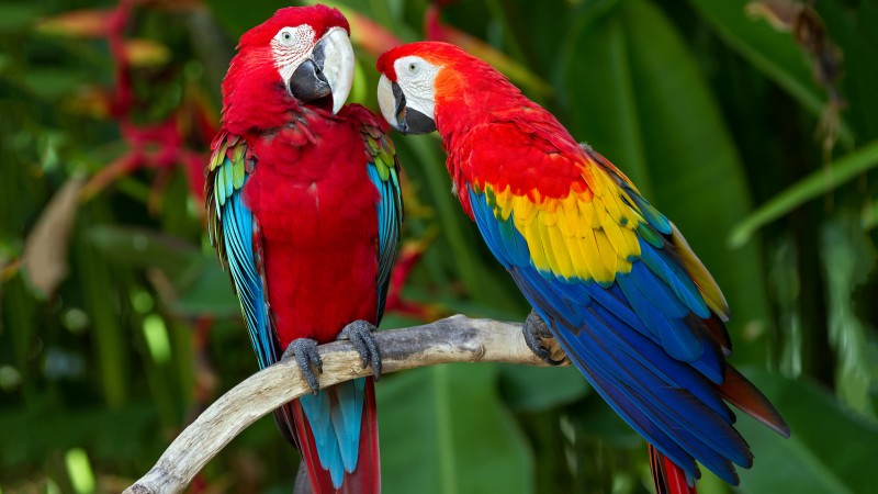 parrot, plumage, branch, exotic, red, blue (horizontal)
