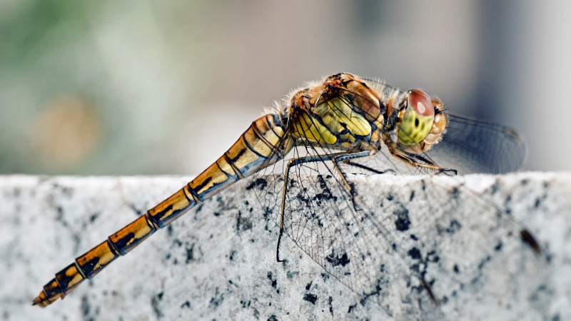 Dragonfly, macro insects photography, wings, nature, insects (horizontal)