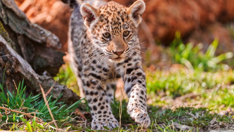 Jaguar, wild nature, cute, animal (horizontal)
