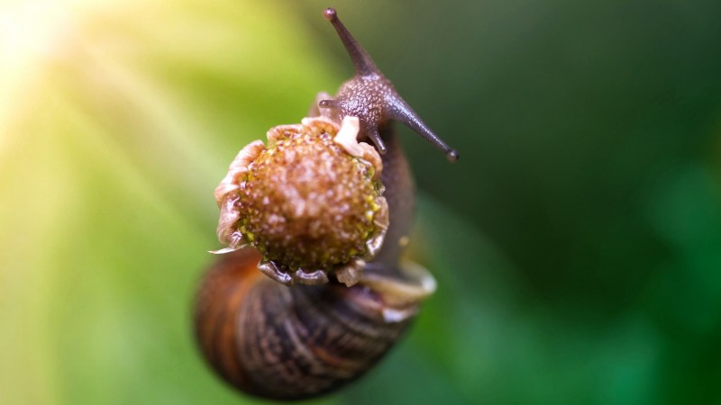 snail, eating flower, green background, nature (horizontal)