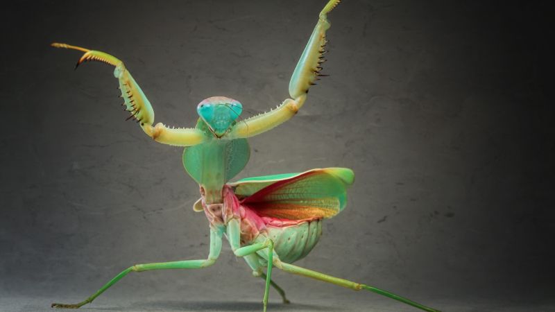Mantis, green (horizontal)