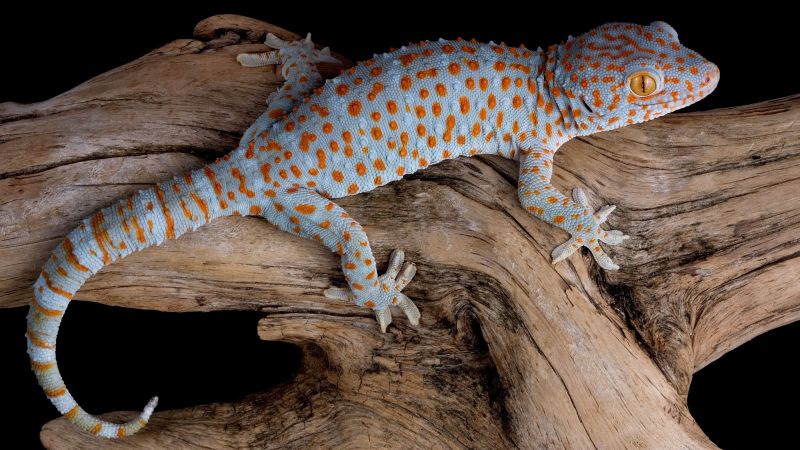 Gecko, reptile, lizard (horizontal)