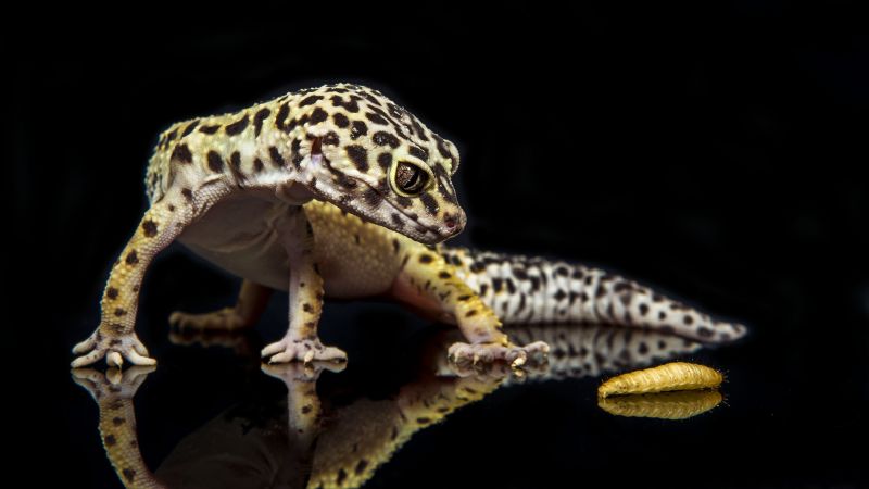 Gecko, reptile, lizard, caterpillar, close-up, green, eyes, animals (horizontal)