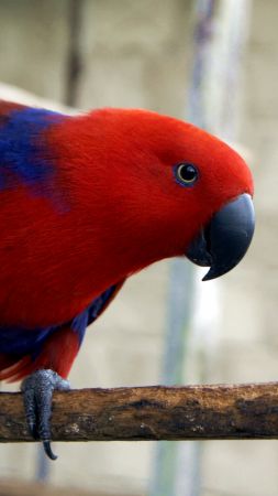 electus parrot, Eclectus roratus, Gag Island, red (vertical)
