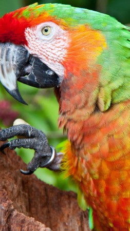 parrot, blue, red, green, orange (vertical)