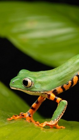 a long frog, green (vertical)