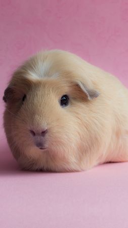Guinea Pig, pink, funny animals (vertical)