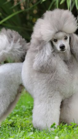 Poodle, grey, grass, cute animals (vertical)