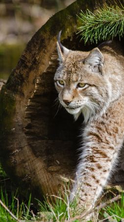 lynx, World's dangerous animals, Wild Cats (vertical)